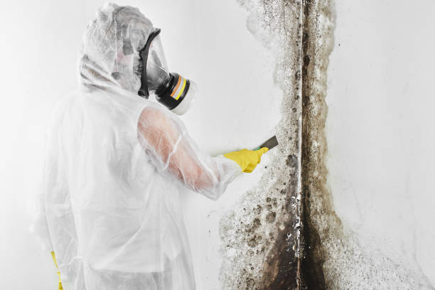 Best HVAC Mold Remediation in Chippewa Falls, WI