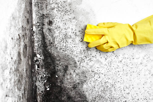 Best Post-Flood Mold Remediation in Chippewa Falls, WI