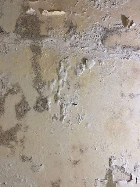 Best Kitchen Mold Remediation in Chippewa Falls, WI