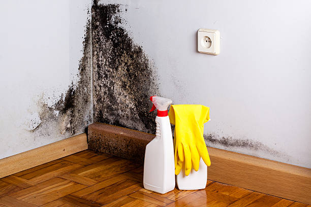 Best Industrial Mold Remediation in Chippewa Falls, WI