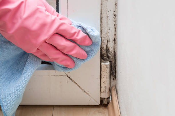 Best Basement Mold Remediation in Chippewa Falls, WI